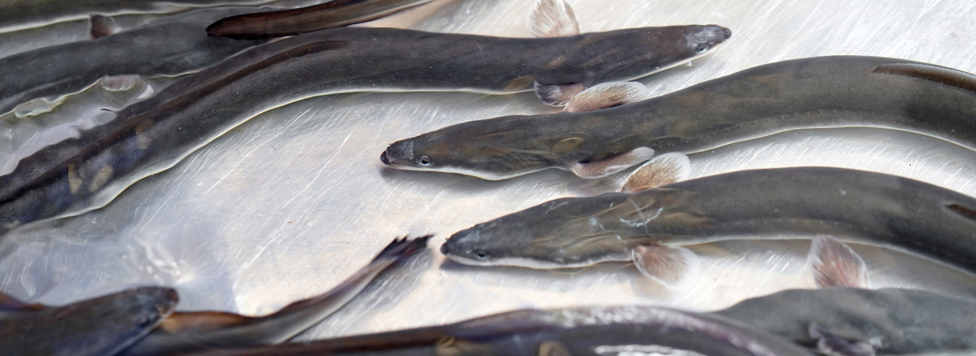 ウナギと共に生きる会